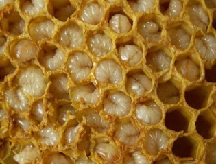 منتجات النحل